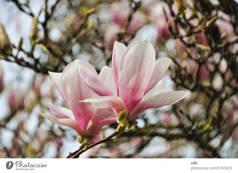 Magnolienblüte | der Frühling ist da: das Leben feiern! Magnoliengewächse Blüten Magnolienbaum Natur rosa Baum Pflanze Frühlingsgefühle zarttosa rosarot edel