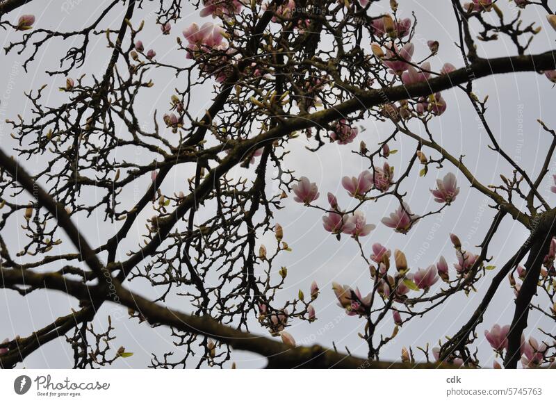 rosa Magnolienblüten zwischen alten, knorrigen Ästen. Magnoliengewächse Blüten Magnolienbaum Frühling Natur Baum Pflanze Frühlingsgefühle zarttosa rosarot edel