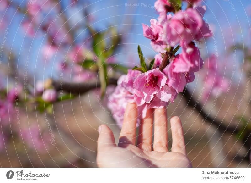 Hand berühren Mandelbaumblüte in der Blüte gegen blauen Himmel. Frühling Hintergrund. Rosa Blüten von Kirsch-oder Pfirsichbäumen in Obstgarten Garten. Landwirtschaftliche Industrie.
