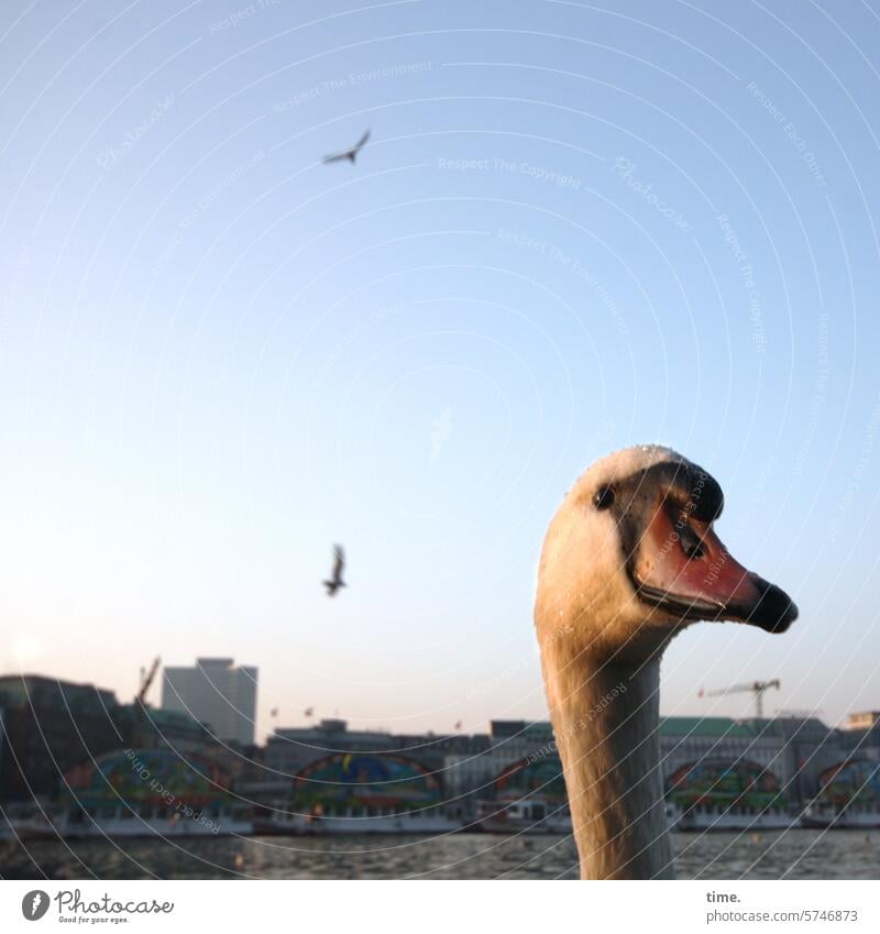 Gierhals Tier Schwan Vogel Skyline Horizont Himmel Hochhaus Gelassenheit Neugier Stadt Abenddämmerung Hamburg Binnenalster Hals Schwanensee Wasseroberfläche