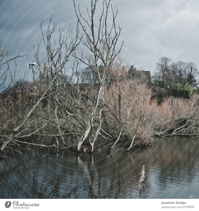 Lochend Park II Umwelt Natur Landschaft Himmel Pflanze Baum Seeufer Moor Sumpf Teich ästhetisch dunkel gruselig Tod bedrohlich Schottland Großbritannien Wasser