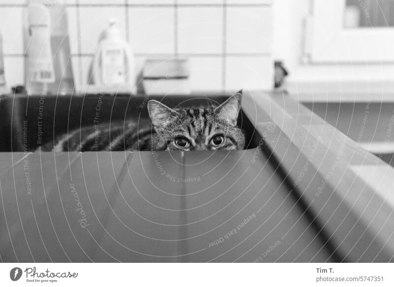 Katze im Küchenwaschbecken s/w Schwarzweißfoto b/w Tag b&w Menschenleer Kater Waschbecken Abwasch Augen Blick in die Kamera Innenaufnahme
