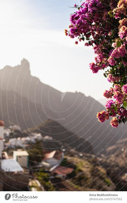 Silhouette eines Berges mit rosa Blumen im Vordergrund, Ort Tejeda auf der Insel Gran Canaria. Reiseziel. reisen tejeda Kanarienvogel Kanarische Insel