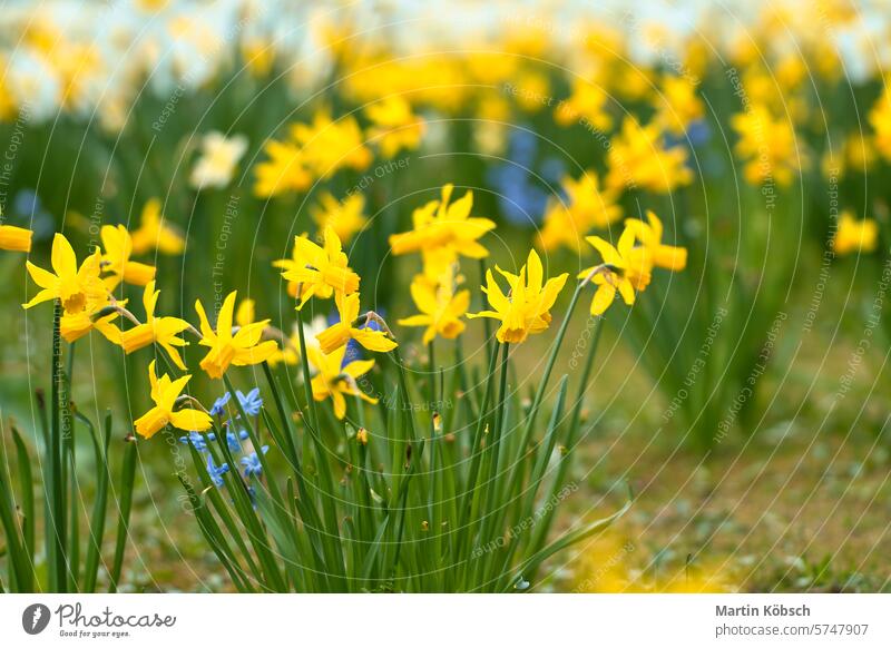 Narzissen zur Osterzeit auf einer Wiese. Gelbe Blumen leuchten gegen das grüne Gras Ostern Frühblüher Frühling Balkonpflanzen Bokeh Lichtstimmung noch rot