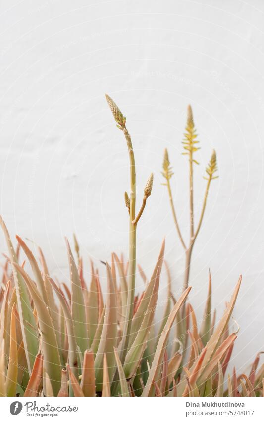 tropische aloe vera pflanze auf weißer wand, pflanzliches naturheilmittel. harmonie mit der natur. ästhetische weiße wand vertikaler hintergrund mit kopierraum.