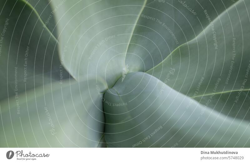 Agave Pflanze Blätter closeup natürlichen pflanzlichen Öko abstrakten Hintergrund, neutrale grüne Linien Banner mit Kopie Raum. Sukkulente Pflanzen. Botanische horizontale Tapete. Kanarische Inseln Symbol.