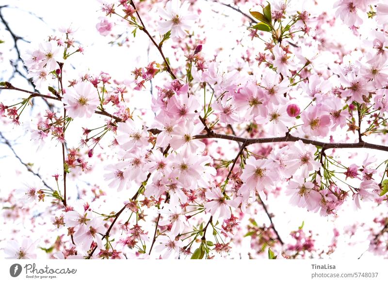 Japanische Zierkirsche Japanische Blütenkische Strauch blühen Pflanze Japanische Blütenkirsche Natur zart rosa grün weiß braun schön romanitsch Frühling
