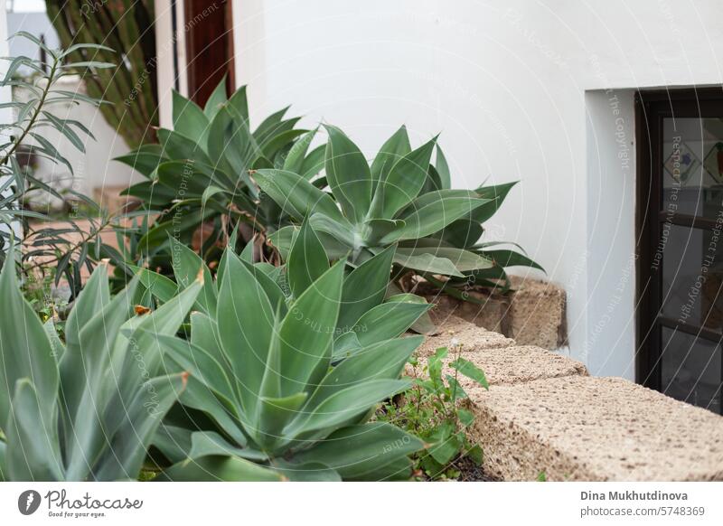 Agave Pflanzen wachsen im Garten in weißen Villa in Teneriffa, Kanarische Inseln. natürliche pflanzliche Öko abstrakten Hintergrund mit Kopie Raum. Sukkulente Pflanzen. Botanische horizontale Tapete. Immobilienbesitz auf den Kanarischen Inseln.