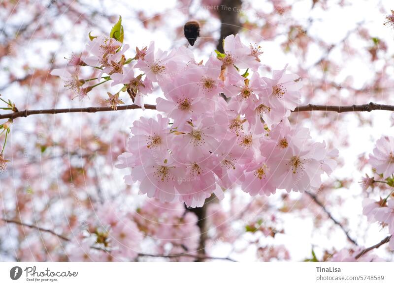 Nahaufnahme einer japanischen Zierkirsche Japanische Zierkirsche Strauch Blüte Blüten blühen Pflanze Natur rosa zart Frühling Japanische Blütenkirsche Prunus