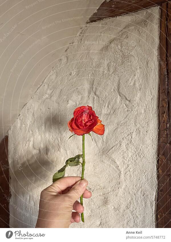 Hand hält Rose vor alter Gipsmauer Fachwerk rose rot hand Blume Hintergrundbild Romantik Valentinstag Farbfoto Mauer gips holz Liebe Symbole & Metaphern