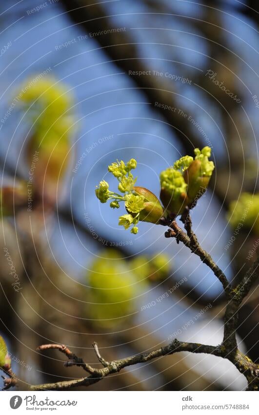 Frühling | alles auf Neustart: die Knospen öffnen sich. Baum Baumknospen Natur Pflanze Blüte Wachstum Garten blühen grün Nahaufnahme Außenaufnahme Umwelt