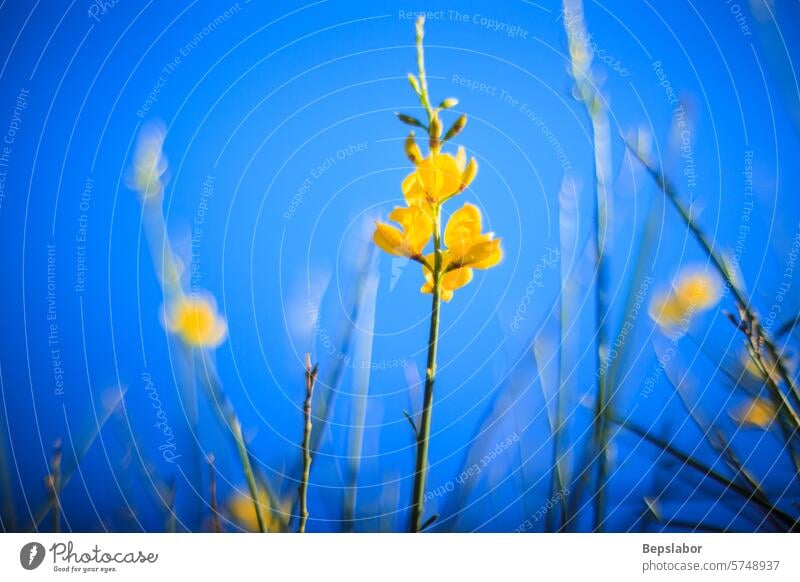 Nahaufnahme eines Besens Pflanze Blume gelb Natur natürlich vegetation sizilianisch Landschaft Panorama Italien Sizilien Hügel Buchse Berge u. Gebirge
