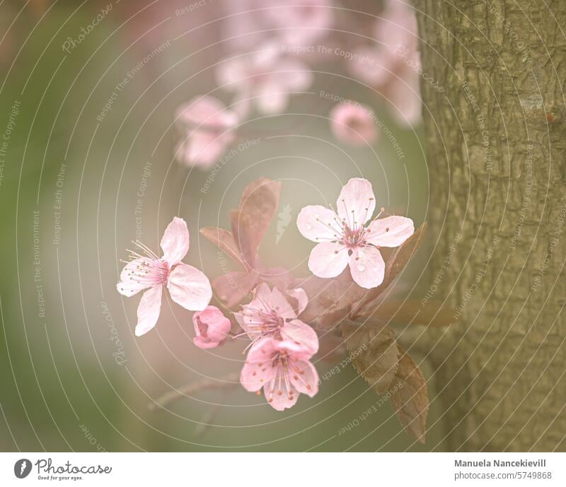 Zaubber des Frühings zauber zauberhaft Kirschpflaume prunus Prunus cerasifera mehrfachbelichtung Frühling Blüte zart zarte Blüten zarte Farben zarte blüte Natur