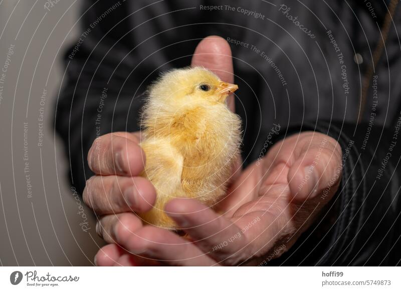 ein junges Kücken in der Hand Flaum Vogel Haushuhn geschlüpft Huhn Portrait Tier Geflügel Tierhaltung Nutztier Tierporträt Federvieh Haustier Hahn Schnabel