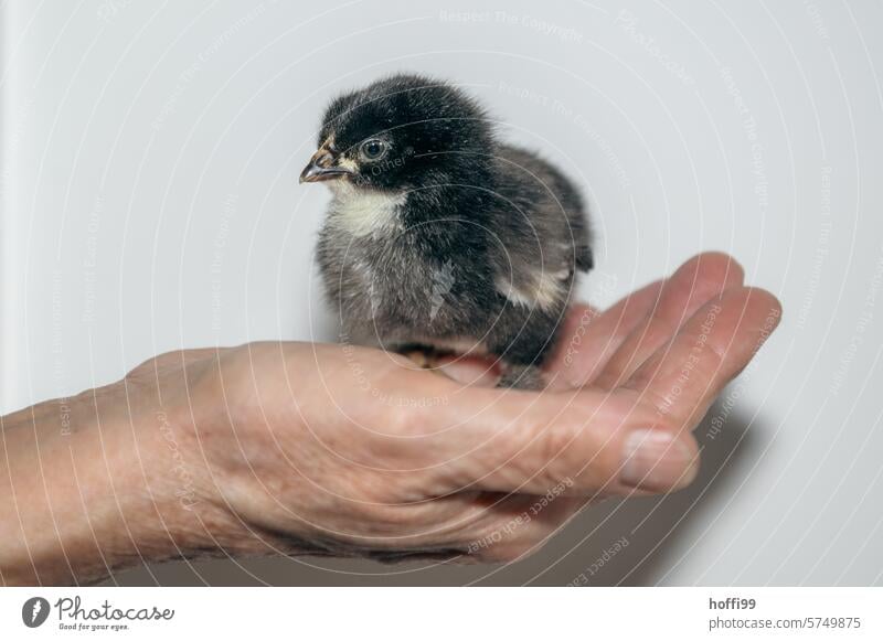 ein junges Kücken in der Hand Flaum Vogel Haushuhn geschlüpft Huhn Portrait Tier Geflügel Tierhaltung Nutztier Tierporträt Federvieh Haustier Hahn Schnabel