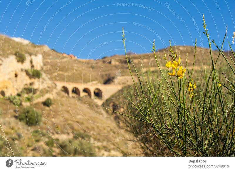 Besen auf dem sizilianischen Lande Pflanze Blume gelb Natur natürlich vegetation sizilianisch Landschaft Panorama Italien Sizilien Hügel Buchse Berge u. Gebirge