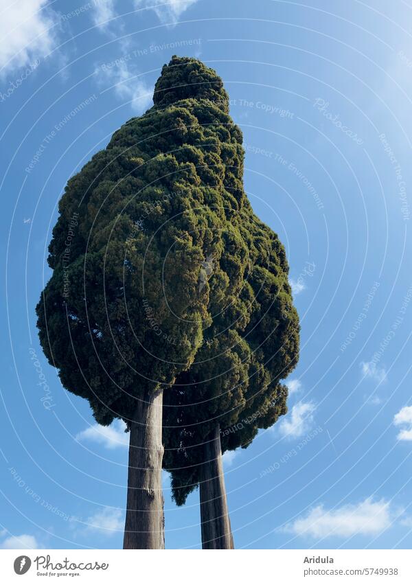Zypressen vor blauem Himmel mit weißen Wölkchen 2 hoch Landschaft Italien Baum Toskana Pflanze grün Schönes Wetter Blauer Himmel Wolken groß Froschperspektive