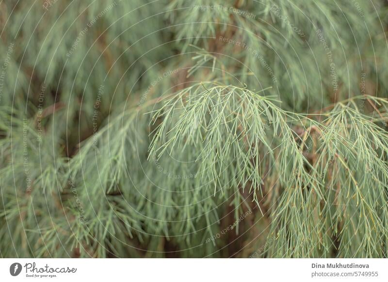 grüner immergrüner Baum Pflanze closeup horizontalen ökologischen Hintergrund mit Kopie Raum Immergrün Nahaufnahme Öko Textfreiraum Konifere Natur Saison Wald