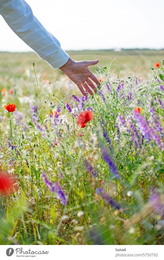 Frauenhand berührt Wildblumen auf einer Wiese Hand Blumenwiese berühren handfläche Mohn papaver Blüte feld blühen ländlich wachsen junge frau lebensfreude