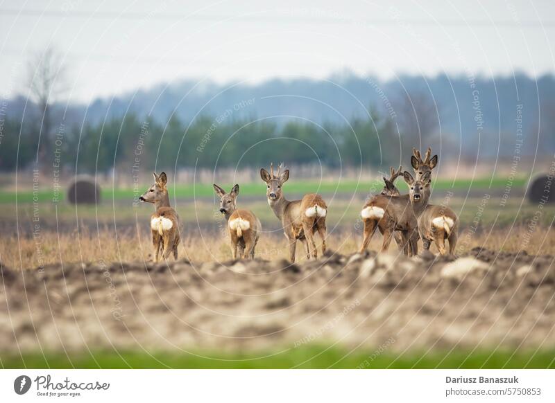 Eine Gruppe von Rehen steht auf einem Feld Hirsche Rogen Herde Menschengruppe Stehen Tier wild im Freien natürlich ländlich capreolus capreolus capreolus