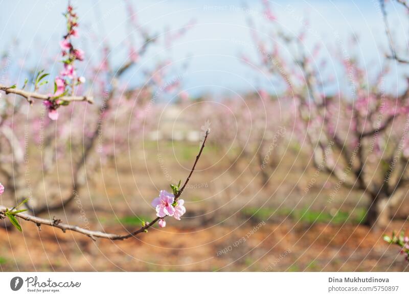 Mandelbaum Zweig Nahaufnahme in der Blüte. Frühling Hintergrund. Rosa Blüten von Kirsch-oder Pfirsichbäumen in Obstgarten Garten. Landwirtschaftliche Industrie.