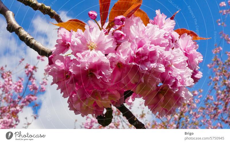 Japanische Blütenkirsche im Frühling japanische blütenkirsche pflanze baum frühling tee rosa Natur Ast natürlich Sakura Garten Himmel Blühend Park Kirschbaum