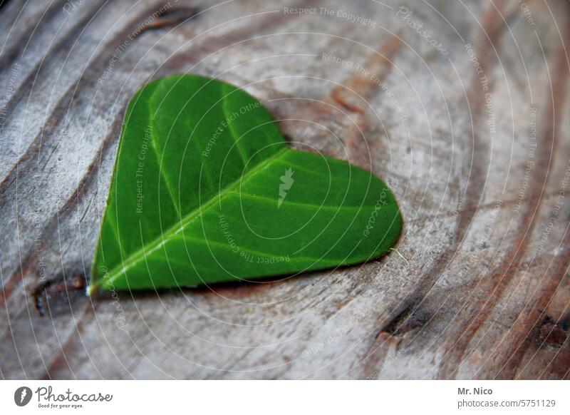 Herzblatt Pflanze herzförmig Glück Romantik grün Blatt Verliebtheit Liebe Sympathie Gefühle Kreativität Natur Herz (Symbol) Symbole & Metaphern Liebesgruß