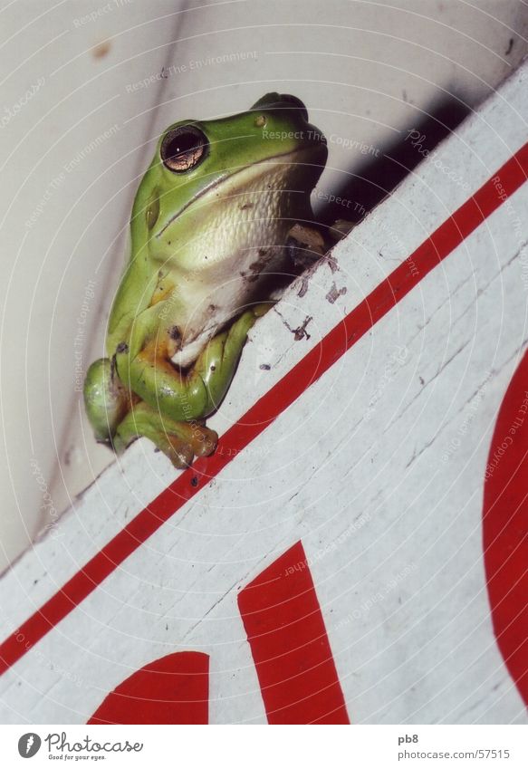 frog grün rot Frosch sitzen Perspektive