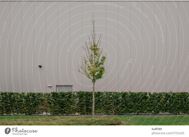 Baum und Hecke vor trister Fassade - sachlich kühler Minimalismus urban Einsamkeit minimalistisch grau modern Strukturen & Formen Linie Symmetrie abstrakt