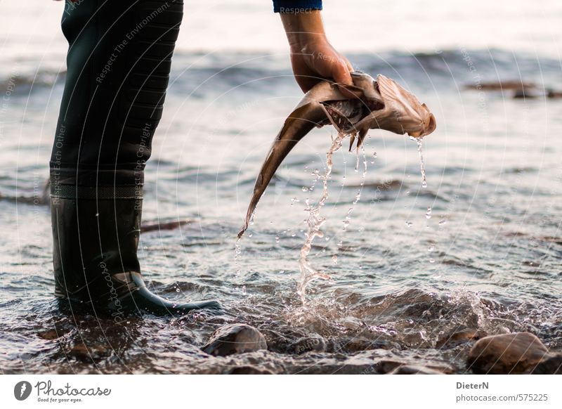 Fangfrisch Fisch Mensch Hand Beine 1 Wasser Wassertropfen Tier Totes Tier fangen Sauberkeit schwarz Reinigen Farbfoto Außenaufnahme Textfreiraum rechts