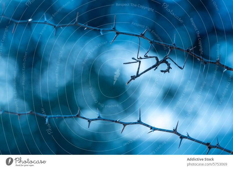 Empusa Pennata auf dornigen Zweigen vor einem unscharfen blauen Hintergrund Stachel Ast Nahaufnahme verschwommener Hintergrund stechend ruhig Einsamkeit Malaga