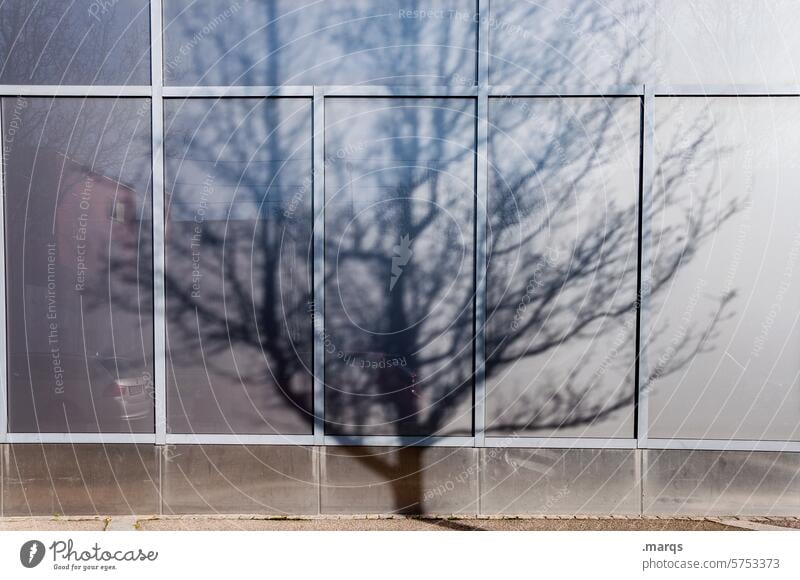 Kahl Schatten Stadt Fassade Baum Zweige u. Äste Gebäude Äste und Zweige Sonnenlicht Kontrast kahle Zweige Frühling Herbst