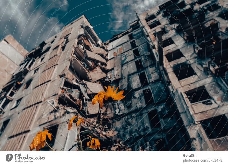 gelbe Blumen vor dem Hintergrund eines zerstörten Hauses und eines blauen Himmels donezk Kherson Lugansk mariupol Russland Ukraine aussetzen Verlassen
