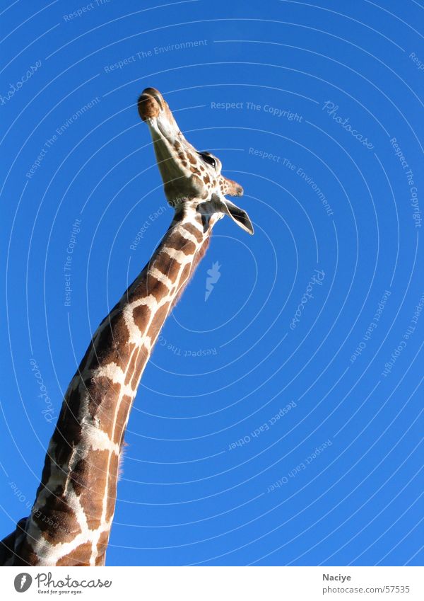 Himmelblick groß braun gefleckt Giraffe langer hals Hals Fleck elegant blau Blauer Himmel