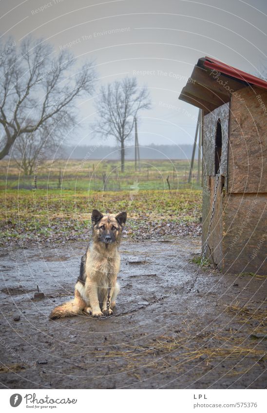 ein Tag im Leben eines Wachhundes Tier Haustier Nutztier Hund Armut Kontrolle Dorf Dorfidylle Haushund tierquälerei Folter Qual Schmerz Osteuropa Dorfbewohner