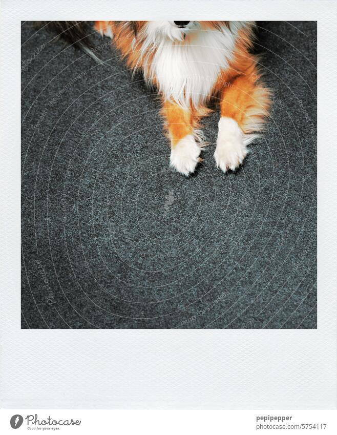 Zwei Hundepfoten Haustier Tierporträt Tierliebe Fell Pfoten heben Fellfarbe felle liegen liegend Teppich Teppiche grau Hundeschnauze Hundenase Polaroid