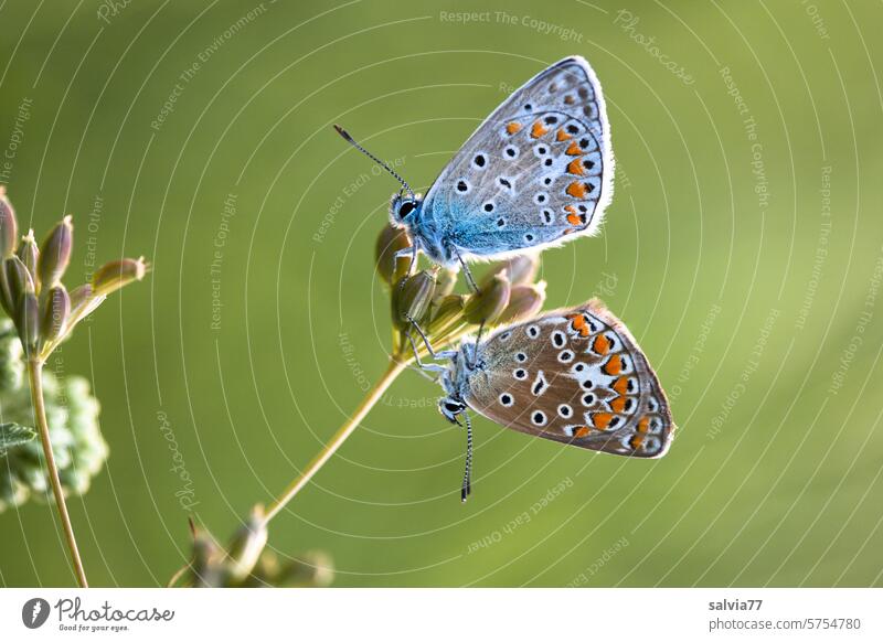 Bläulingspaar sitzt auf einer Blüte, er oben, sie unten Schmetterling Bläulinge Paar 2 Lepidopteren Natur Farbfoto Flügel Makroaufnahme Insekt Pflanze