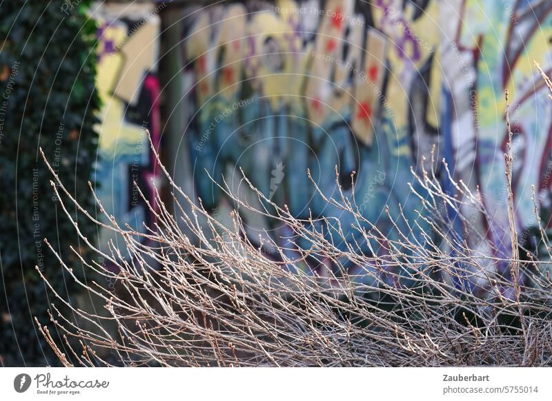 Zweige vor einer bemalten Wand in der Stadt kahl Struktur Graffiti Kontrast bunt Bewegung dynamisch Zweige u. Äste Äste und Zweige