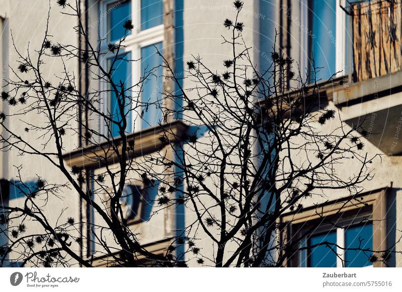 Ein Baum mit stacheligen Früchten vor einer Altbaufassade Schatten Fassade Stadt urban Kontrast Struktur Muster Pflanze Zweige Äste Äste und Zweige kahl