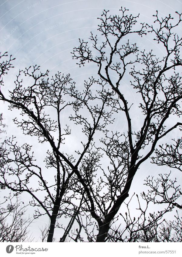 Magnolie Magnoliengewächse Baum Baumkrone Frühling Winter Hoffnung Himmel Blütenknospen Natur blau astwerk