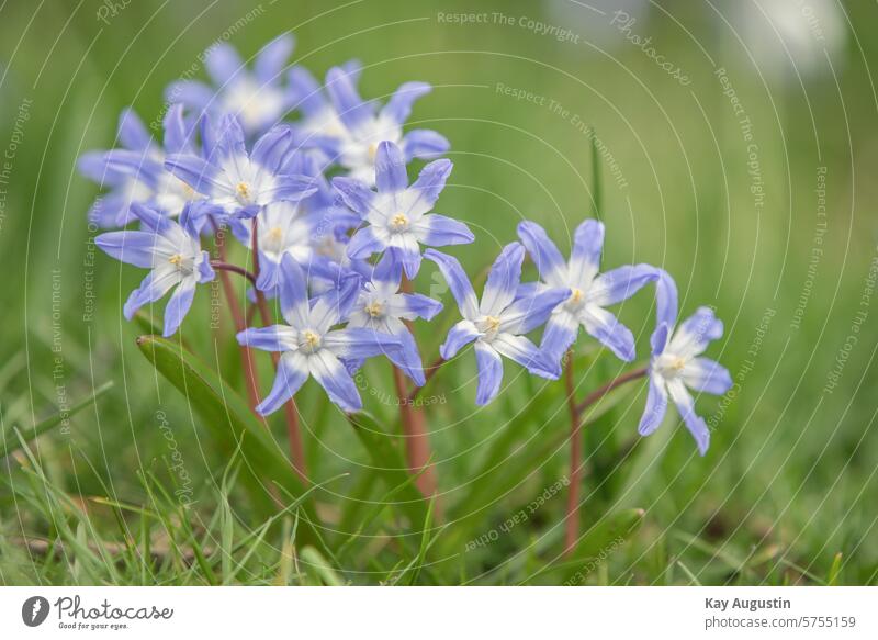 Forbes Blaustern Frühling Natur Blume Blühend Pflanze Blüte Außenaufnahme Garten Nahaufnahme Frühblüher Frühlingsgefühle Farbfoto Frühlingsblume Frühlingstag