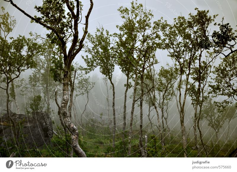 Norwegen Umwelt Natur Landschaft Pflanze Klima schlechtes Wetter Nebel Baum Grünpflanze Birke Wald dunkel natürlich wild Stimmung Farbfoto Außenaufnahme