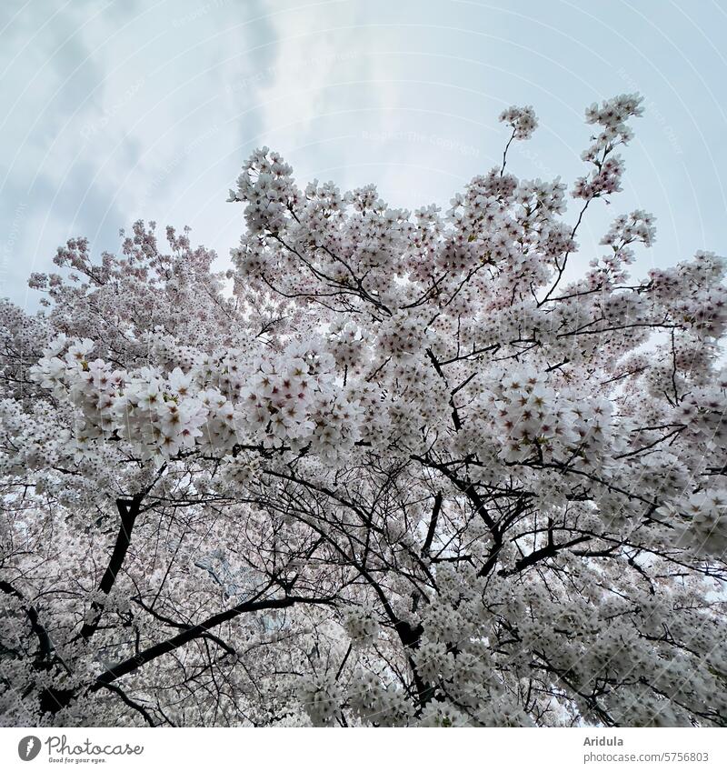 Blühender Kirschbaum Blüte Kirschblüte Frühling Kirschblüten Kirsche rosa Natur Baum Park Garten Ast Außenaufnahme Duft Frühlingsgefühle