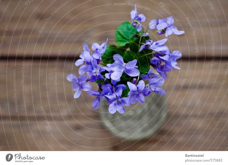 Lila Grüße Blume Blüte Dekoration & Verzierung Blumenstrauß schön violett Veilchengewächse Duftveilchen purpur Vase Farbfoto Studioaufnahme Nahaufnahme