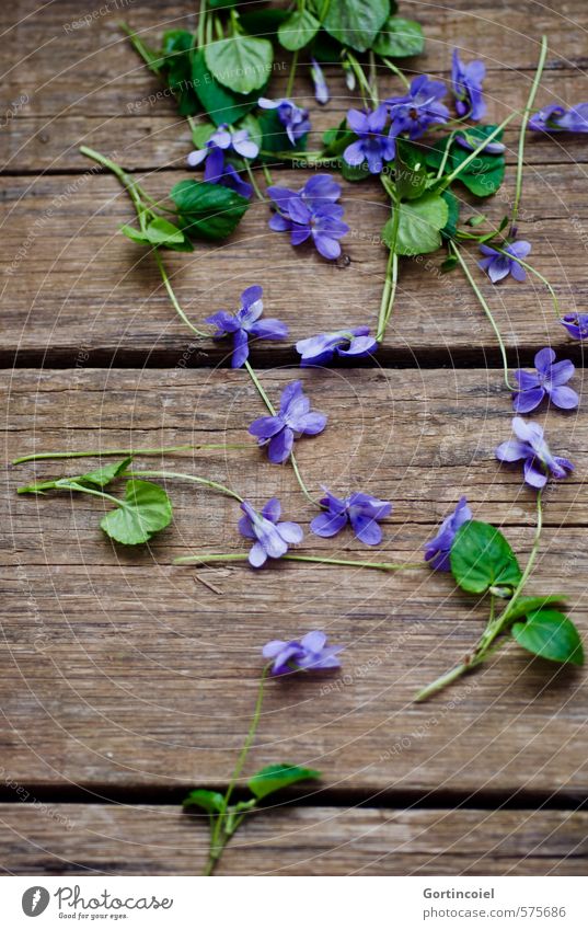 Veilchen Blume Blüte Dekoration & Verzierung schön grün violett Holztisch Duftveilchen Veilchengewächse purpur gepflückt Schwarzweißfoto Studioaufnahme