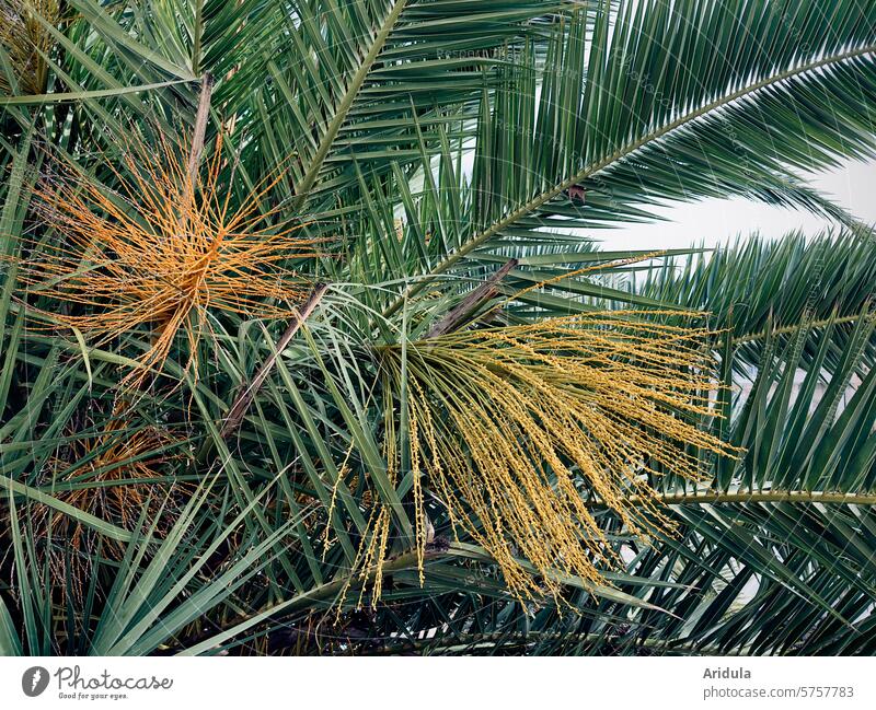 Blühende Dattelpalme Palme Blüte mediterran Italien Ferien & Urlaub & Reisen Palmenwedel Sommer exotisch Palmenzweige Pflanze grün Palmenblatt