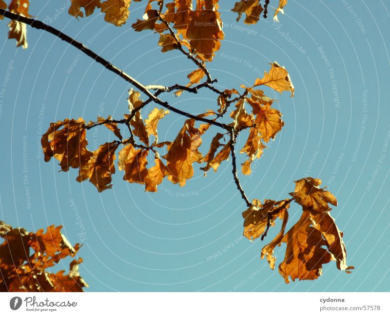 Der Zweig Blatt Baum Physik kalt Eindruck Herbst Wachstum Licht Makroaufnahme Nahaufnahme Ast Wind Himmel blau Wärme Kontrast Natur Detailaufnahme Sonne