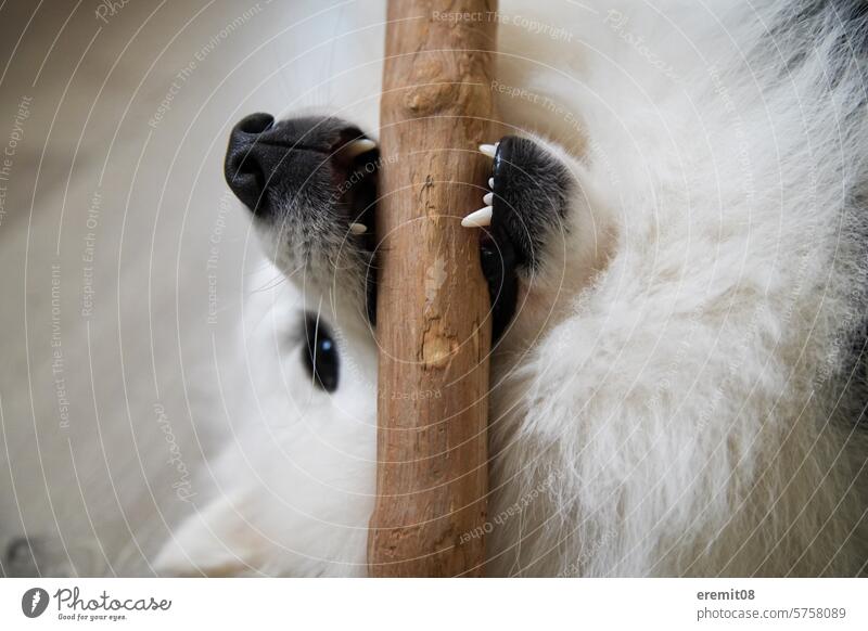 Hund Japanspitz beißt in einen Stock hund weiß wolf eisbär maul nase zahn zähne angst beißen gebiss augen schwarz wölfin bedrohlich Farbfoto gefährlich Nase
