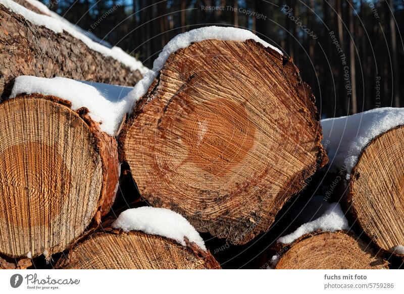 Querschnitt eines Stammes. Baumstämme. Brennholz. Forstwirtschaft. Nutzholz Wald Umwelt Abholzung Baumstamm Klimawandel Brennstoff Stapel Totholz Holz