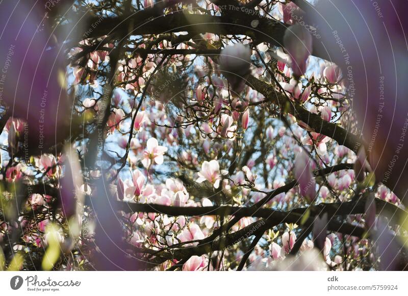 Frühlingserwachen: Magnolienblütentraum im Sonnenlicht. Magnoliengewächse Blüten Magnolienbaum Natur rosa Baum Pflanze Frühlingsgefühle zarttosa rosarot edel
